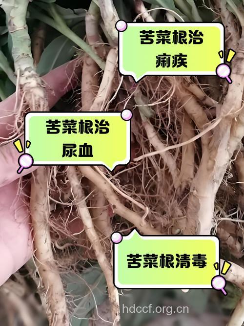 苦菜根的功效与作用