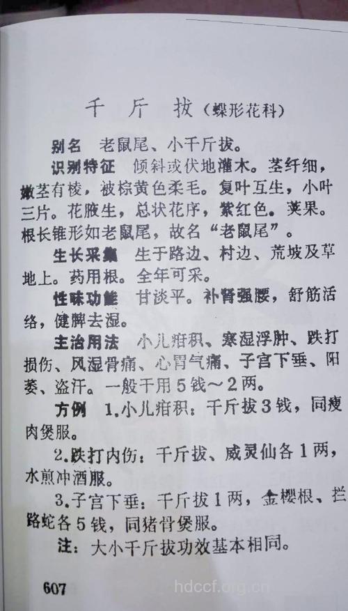 千斤拔的功效与作用