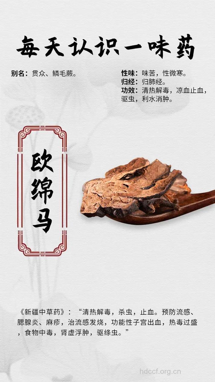 欧绵马的功效与作用