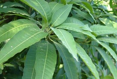 漆树木心的功效与作用