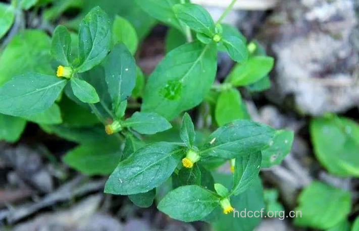 小金挖耳的功效与作用