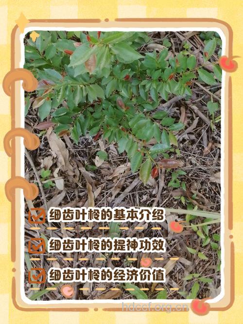 细齿叶柃的功效与作用