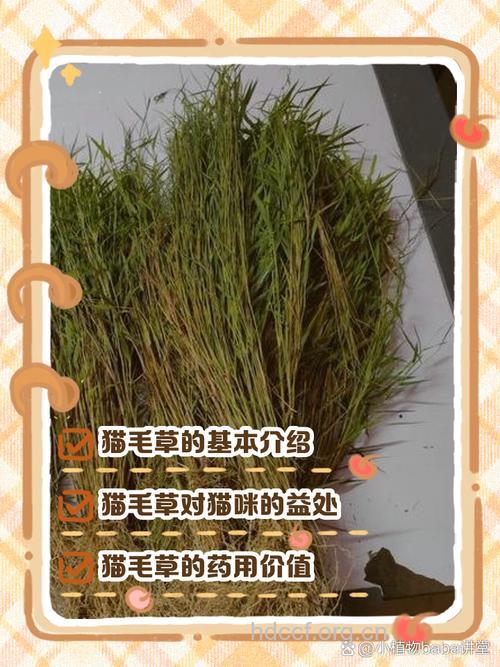 猫毛草的功效与作用