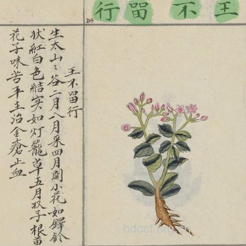 越王余算的功效与作用