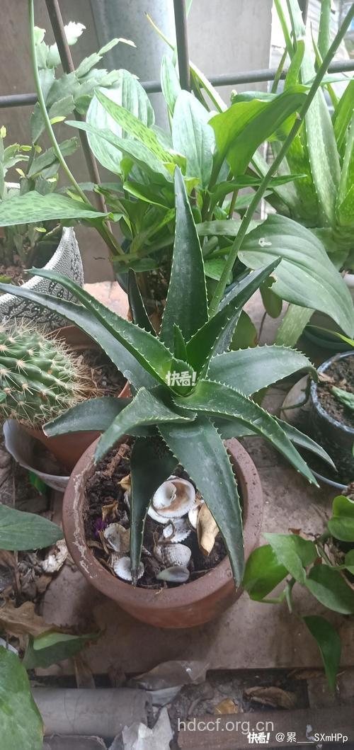 象胆的功效与作用