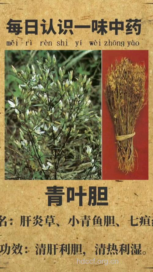 青叶胆的功效与作用