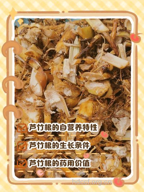 芦竹的功效与作用