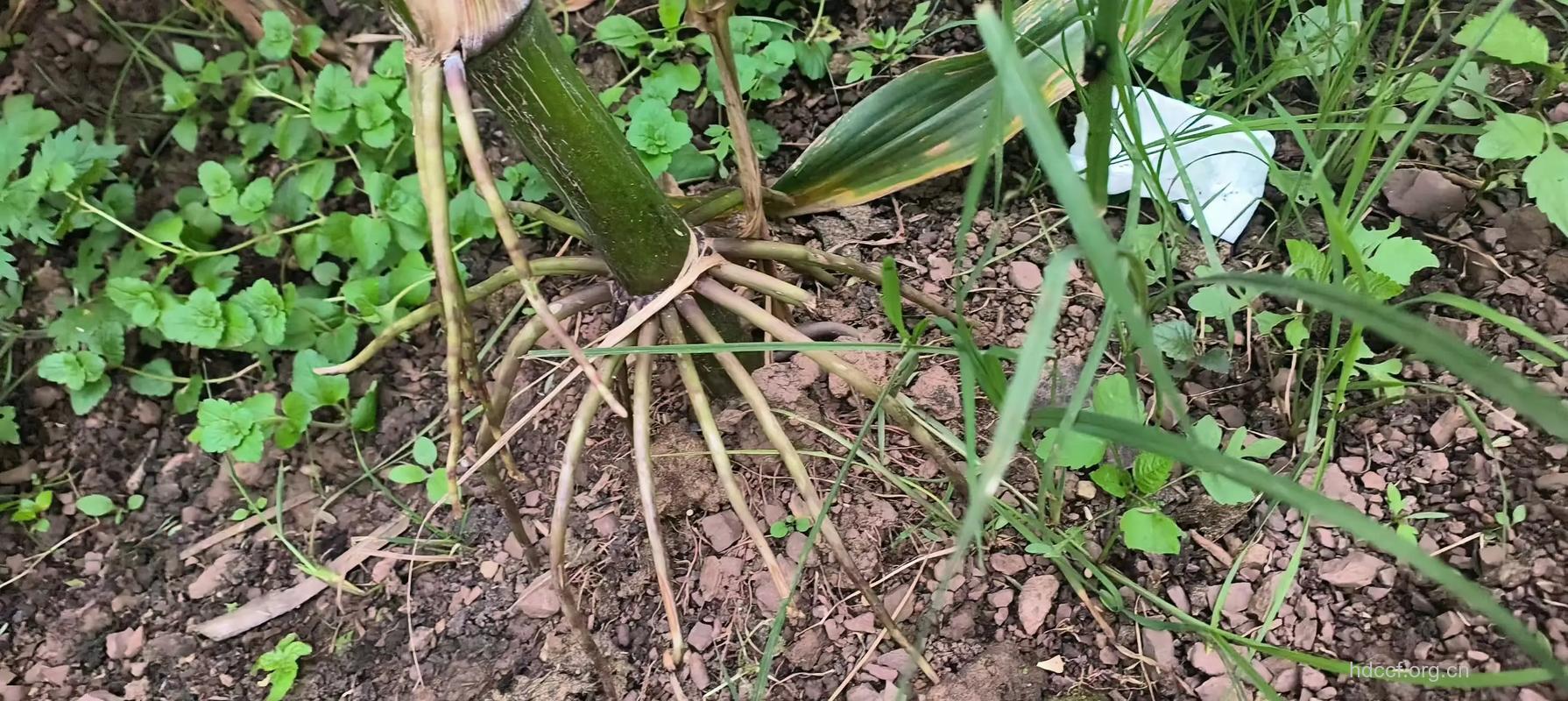 金金棒的功效与作用