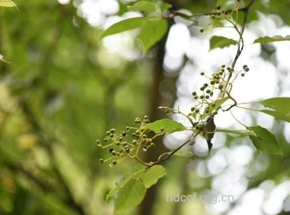 谷蓼的功效与作用