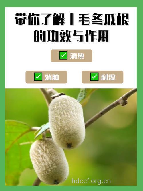 毛冬瓜根的功效与作用