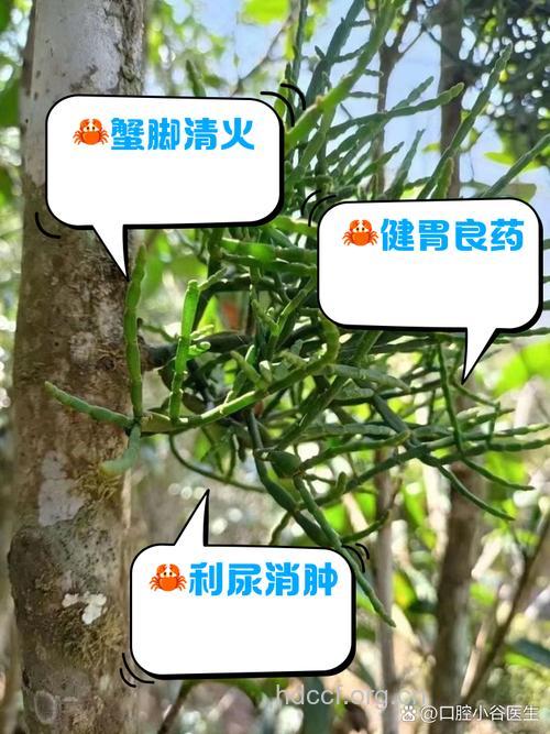 蟹爪的功效与作用