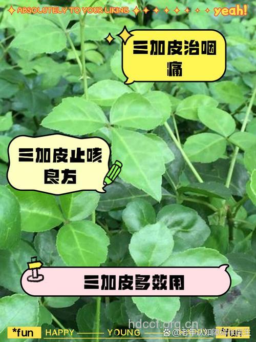 三加的功效与作用