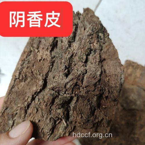 阴香皮的功效与作用