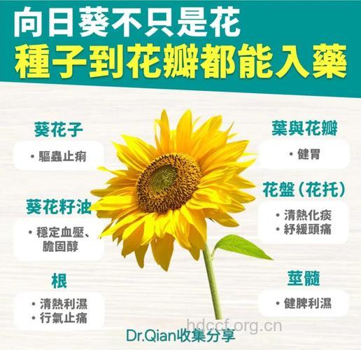 向日葵花的功效与作用