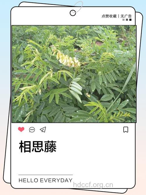 相思藤的功效与作用