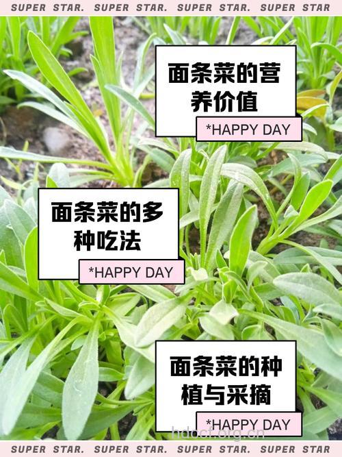 野菜面条菜的做法 推荐4种家常吃法