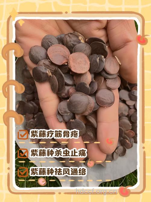 紫藤子的功效与作用