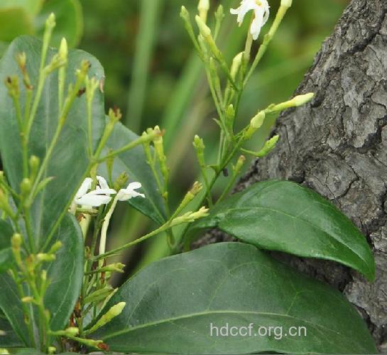 亮叶茉莉的功效与作用