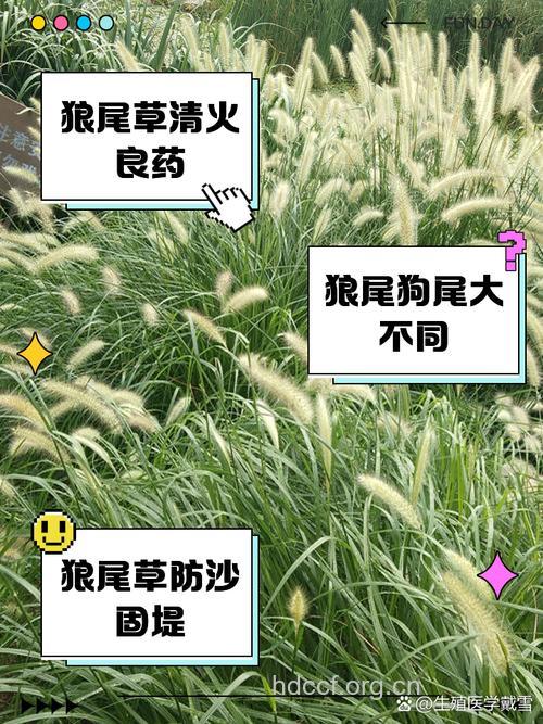 狼尾草的功效与作用
