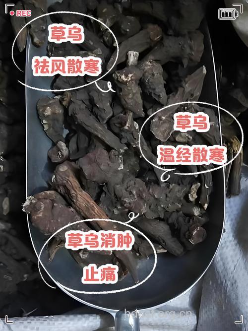 细叶草乌的功效与作用