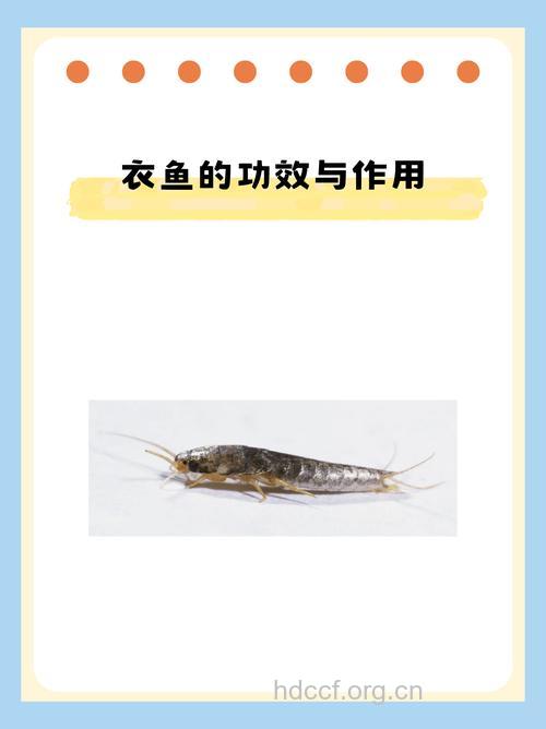衣鱼的功效与作用