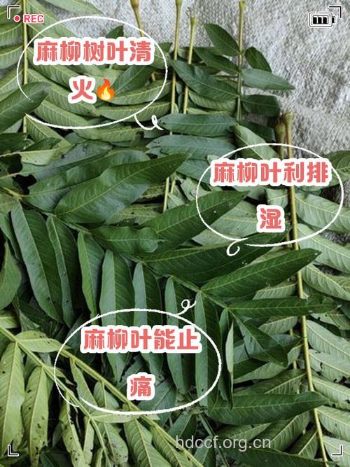 麻柳叶的功效与作用