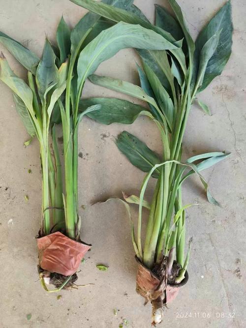 美人蕉根的功效与作用