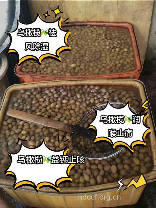 乌榄树皮的功效与作用