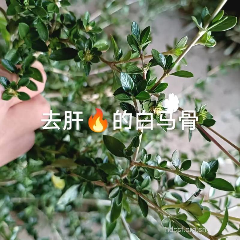 马骨的功效与作用