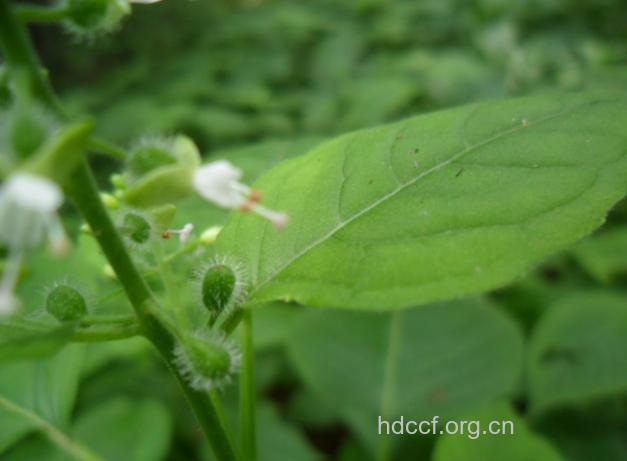 曲毛露珠草的功效与作用