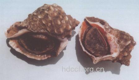 蓼螺的功效与作用