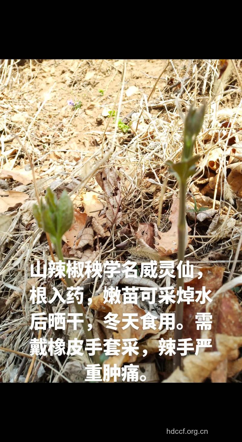 山椒根的功效与作用