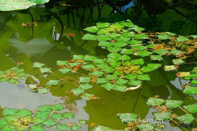 菱蒂的功效与作用