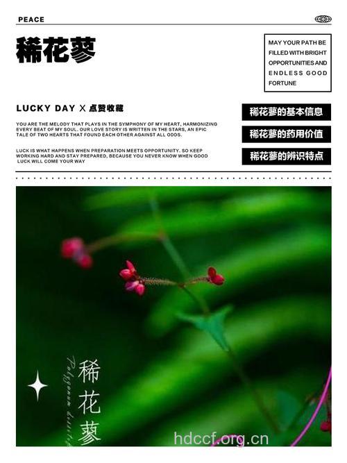 稀花蓼的功效与作用