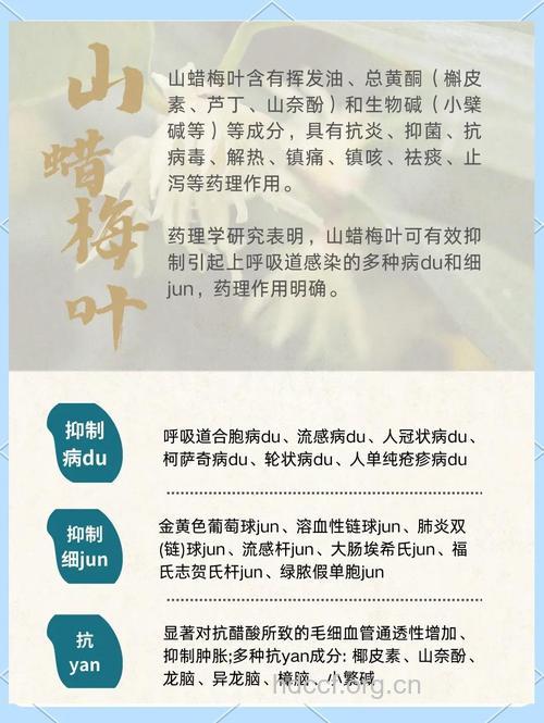 山蜡梅的功效与作用