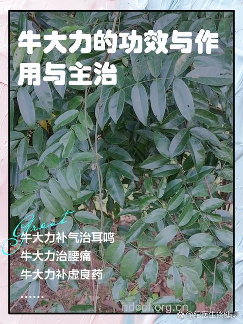 牛大力的功效与作用