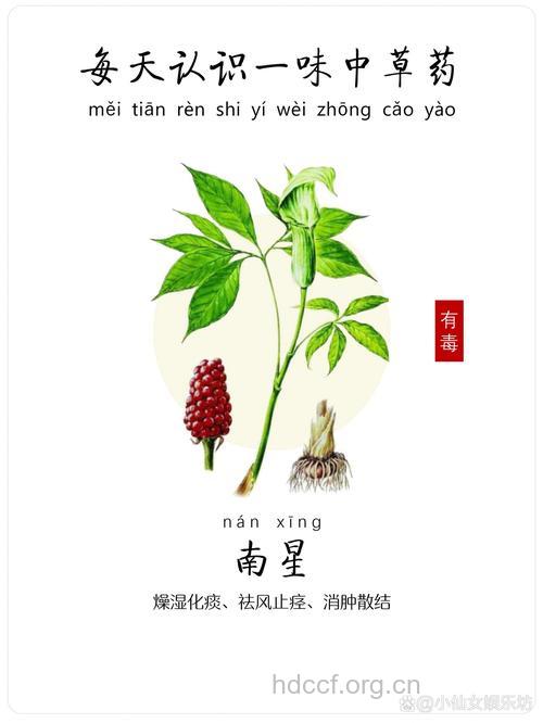 银南星的功效与作用