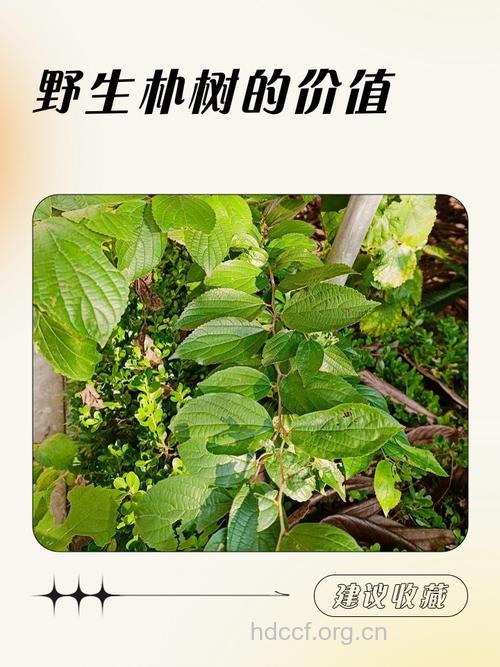 朴树叶的功效与作用