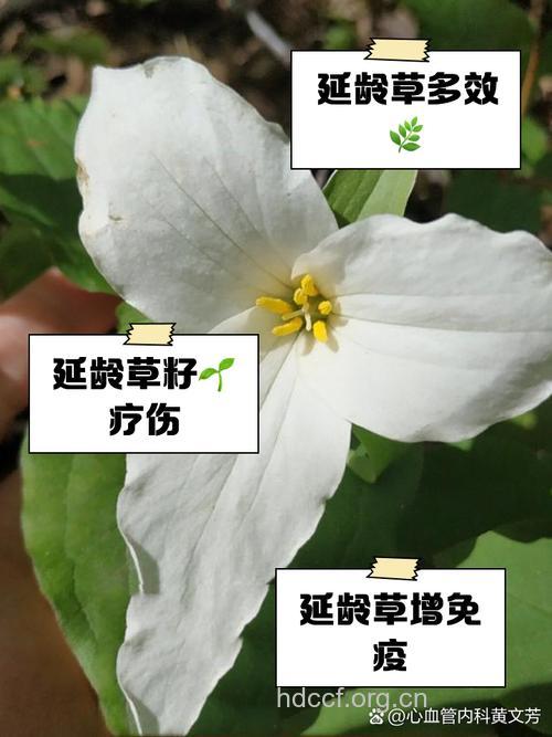 头顶一颗珠的功效与作用