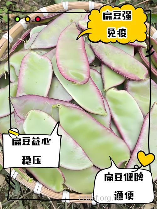 秋季适宜吃扁豆 降血糖提高免疫力