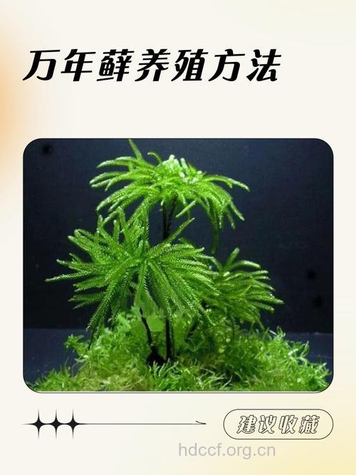 万年藓的功效与作用