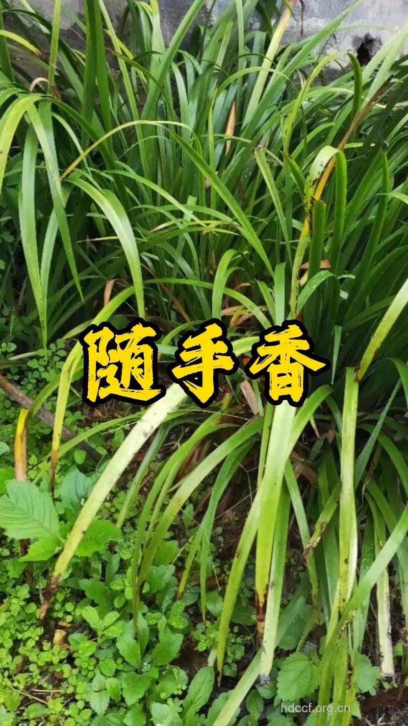 随手香的功效与作用