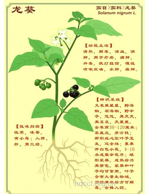 龙葵根的功效与作用