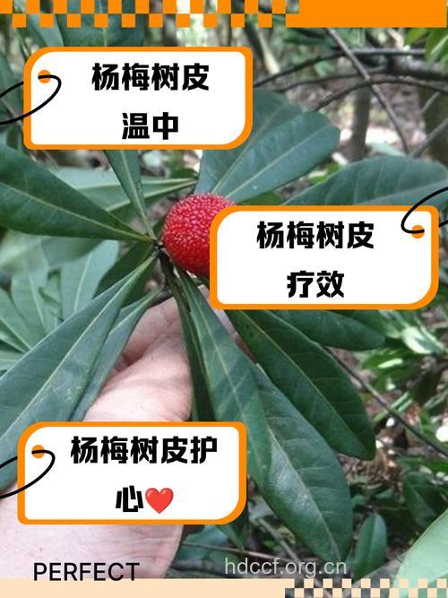 杨梅树皮的功效与作用
