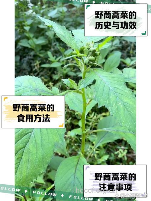 漏斗菜的功效与作用