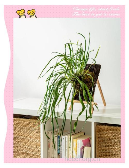 书带蕨的功效与作用