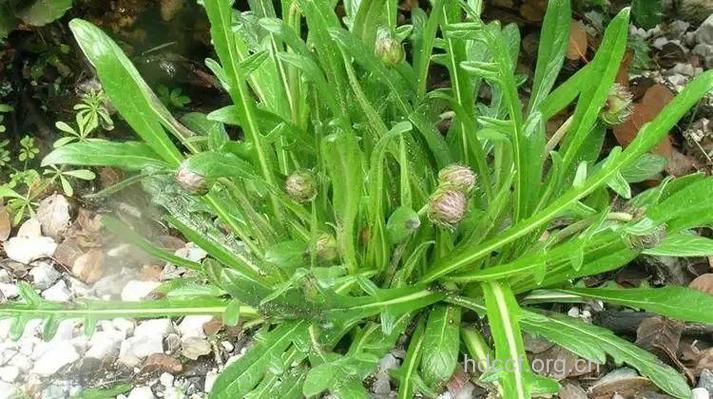 翼首草的功效与作用