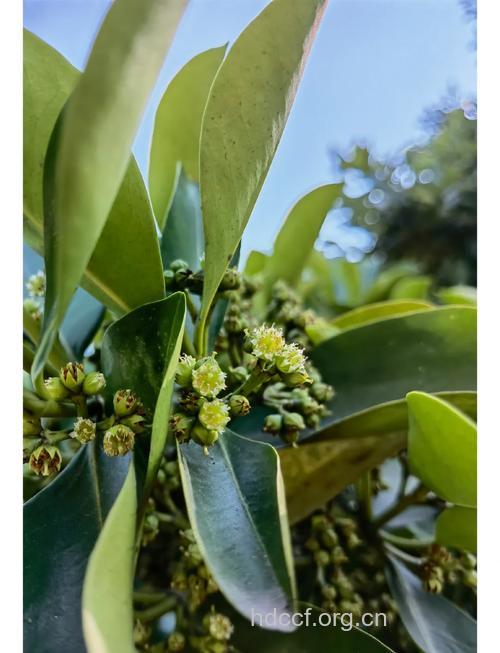 竹节树的功效与作用