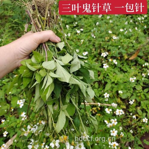 盲肠草的功效与作用