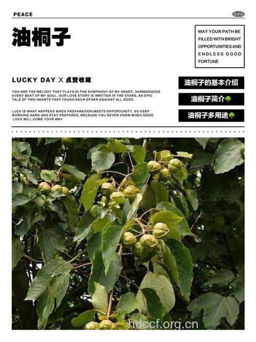 油桐子的功效与作用